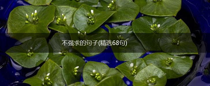 不强求的句子(精选68句),第1张