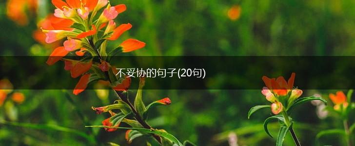 不妥协的句子(20句),第1张