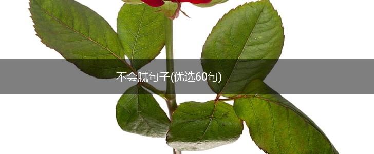 不会腻句子(优选60句),第1张