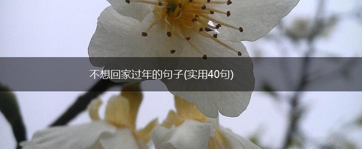 不想回家过年的句子(实用40句),第1张