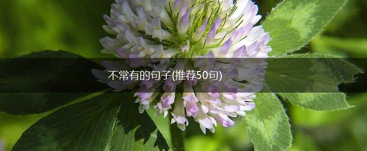 不常有的句子(推荐50句),第1张