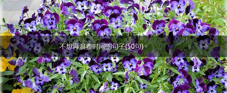 不想再浪费时间的句子(50句),第1张