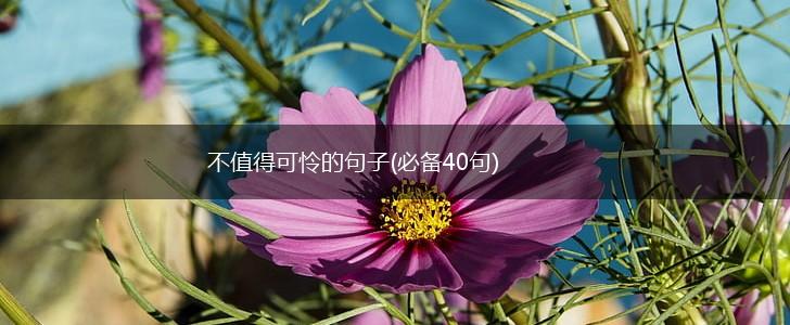 不值得可怜的句子(必备40句),第1张