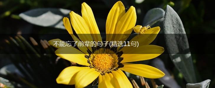 不能忘了前辈的句子(精选11句),第1张