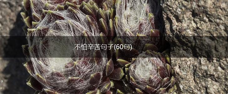 不怕辛苦句子(60句),第1张