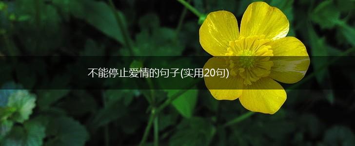 不能停止爱情的句子(实用20句),第1张
