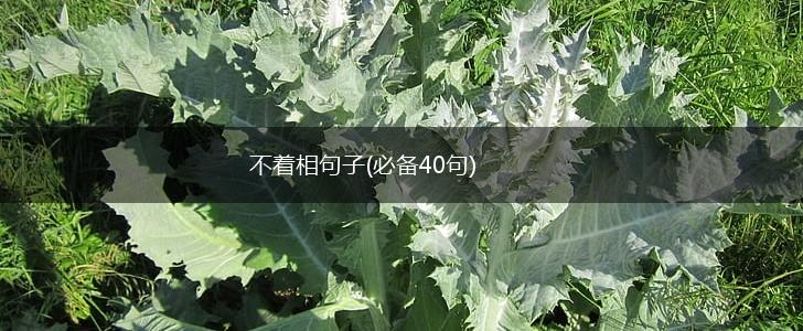 不着相句子(必备40句),第1张