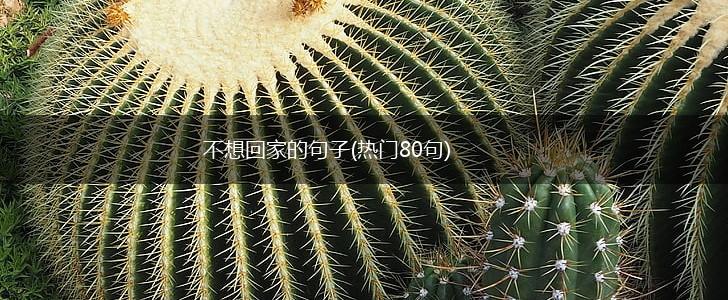 不想回家的句子(热门80句),第1张