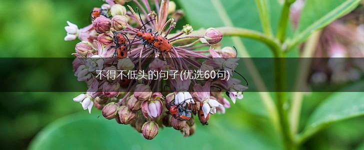 不得不低头的句子(优选60句),第1张