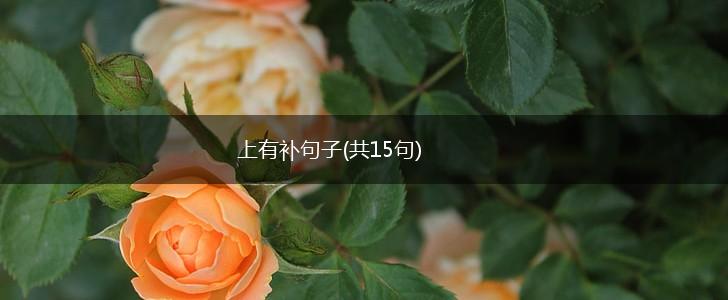 上有补句子(共15句),第1张