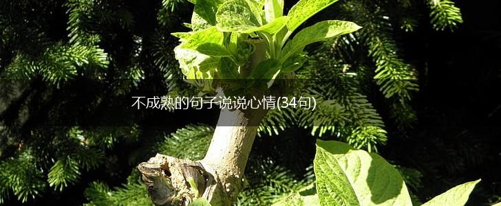 不成熟的句子说说心情(34句),第1张