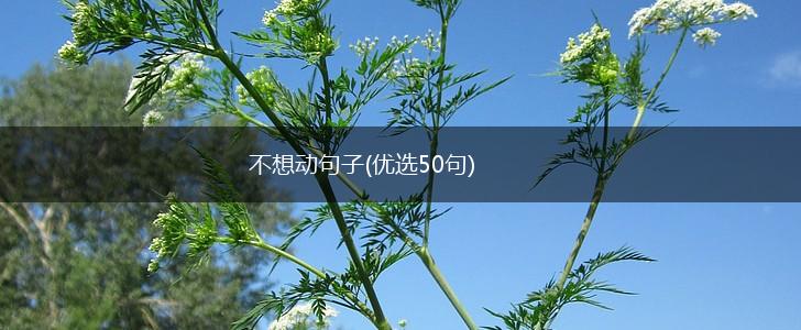 不想动句子(优选50句),第1张