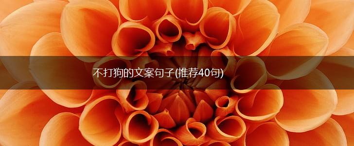 不打狗的文案句子(推荐40句),第1张