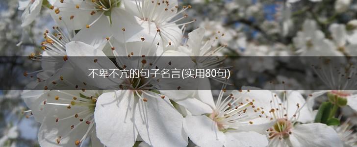 不卑不亢的句子名言(实用80句),第1张