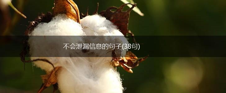 不会泄漏信息的句子(38句),第1张