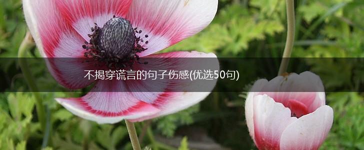 不揭穿谎言的句子伤感(优选50句),第1张