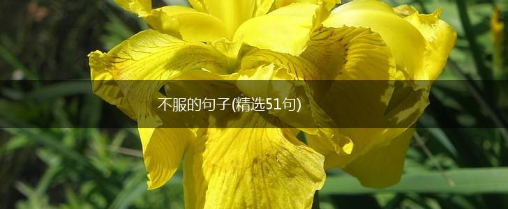 不服的句子(精选51句),第1张