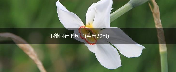 不能同行的句子(实用30句),第1张