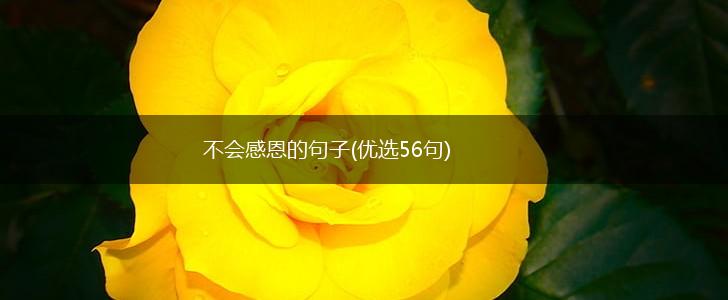 不会感恩的句子(优选56句),第1张