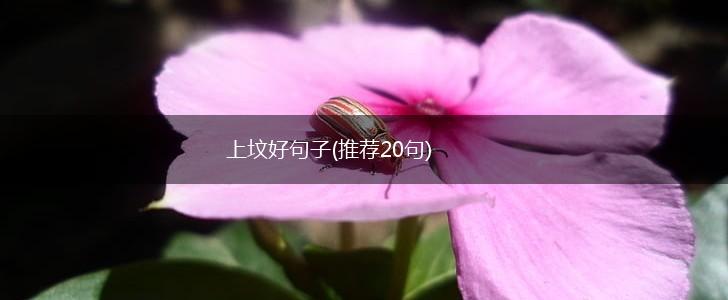 上坟好句子(推荐20句),第1张