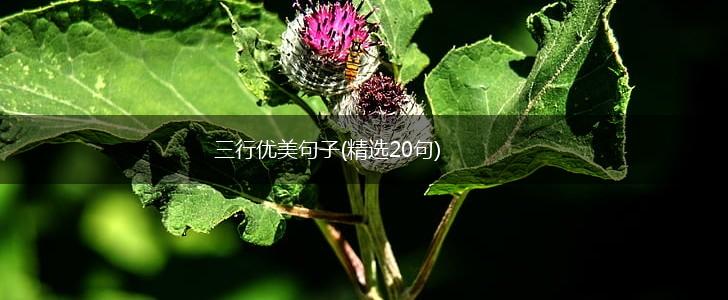 三行优美句子(精选20句),第1张