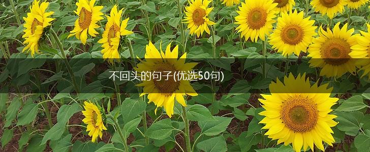 不回头的句子(优选50句),第1张