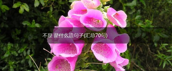 不是 是什么造句子(汇总70句),第1张