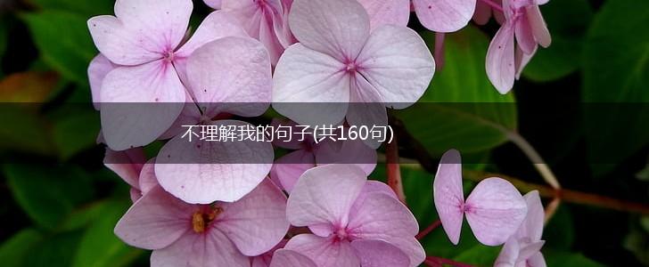 不理解我的句子(共160句),第1张