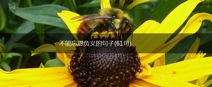 不能忘恩负义的句子(61句),第1张