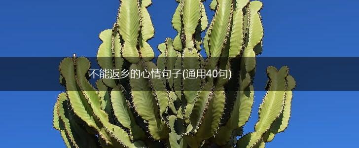 不能返乡的心情句子(通用40句),第1张