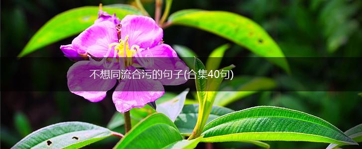 不想同流合污的句子(合集40句),第1张 不想同流合污的句子(合集40句),第1张