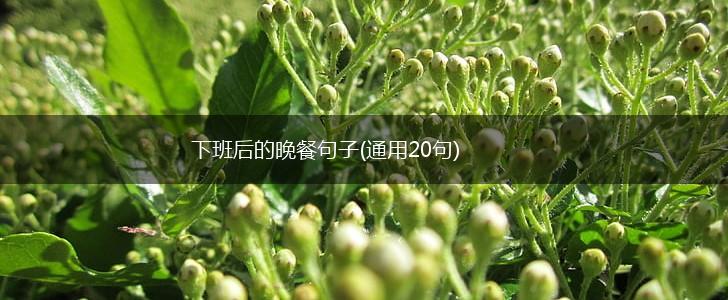 下班后的晚餐句子(通用20句),第1张