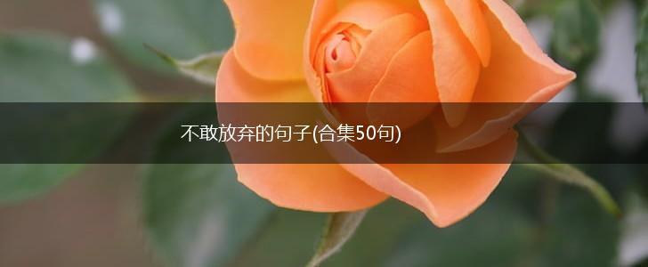 不敢放弃的句子(合集50句),第1张 不敢放弃的句子(合集50句),第1张