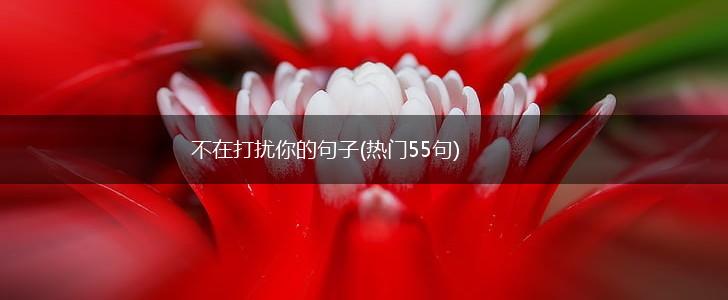 不在打扰你的句子(热门55句),第1张