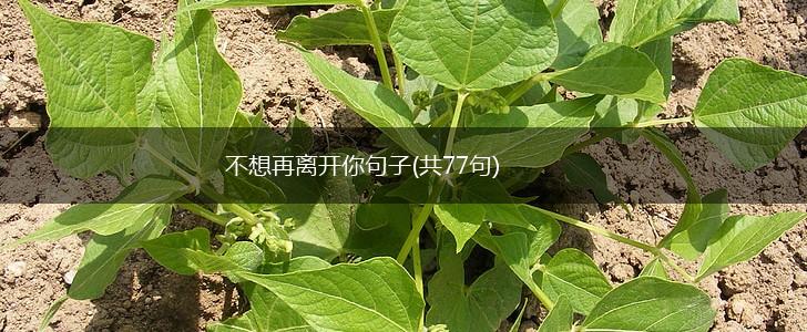 不想再离开你句子(共77句),第1张 不想再离开你句子(共77句),第1张