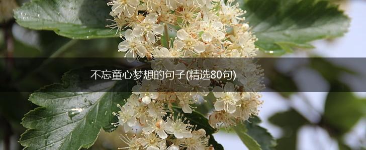 不忘童心梦想的句子(精选80句),第1张