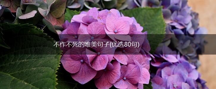 不作不死的唯美句子(优选80句),第1张