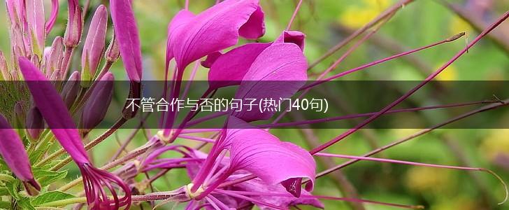不管合作与否的句子(热门40句),第1张