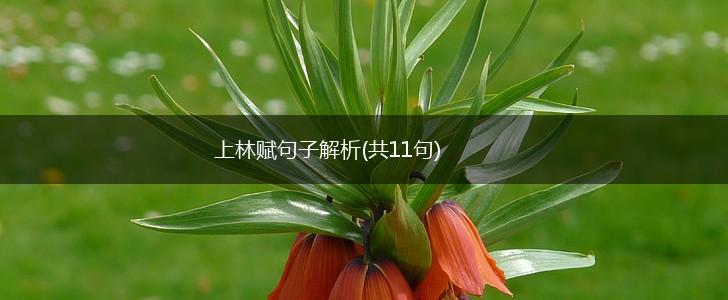 上林赋句子解析(共11句),第1张