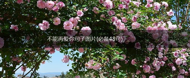 不能再爱你句子图片(必备48句),第1张
