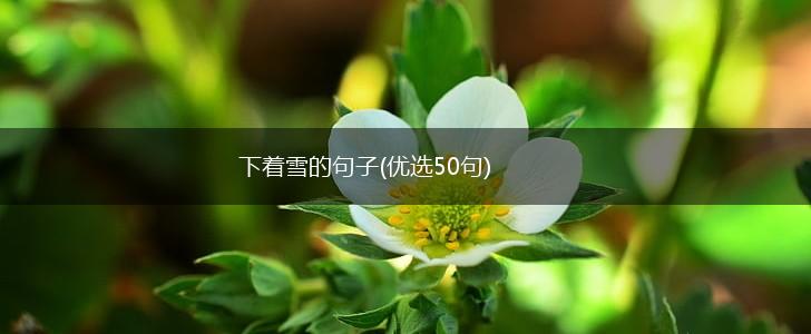 下着雪的句子(优选50句),第1张