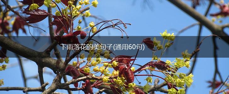 下雨落花的美句子(通用60句),第1张