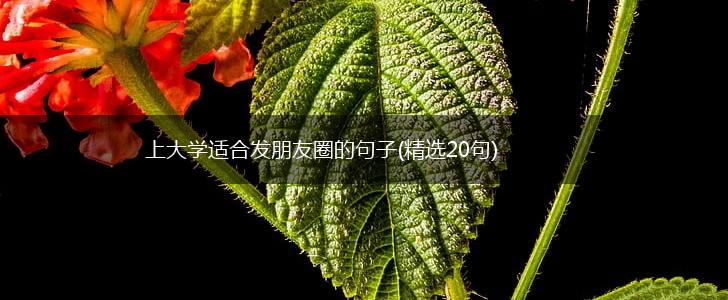上大学适合发朋友圈的句子(精选20句),第1张
