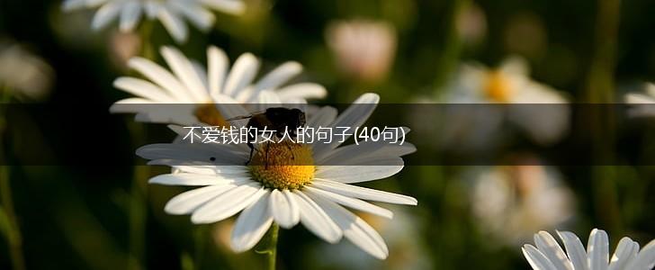 不爱钱的女人的句子(40句),第1张