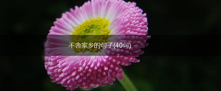 不舍家乡的句子(40句),第1张