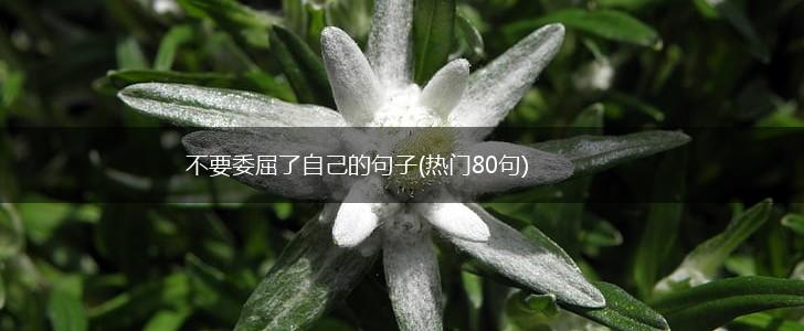 不要委屈了自己的句子(热门80句),第1张