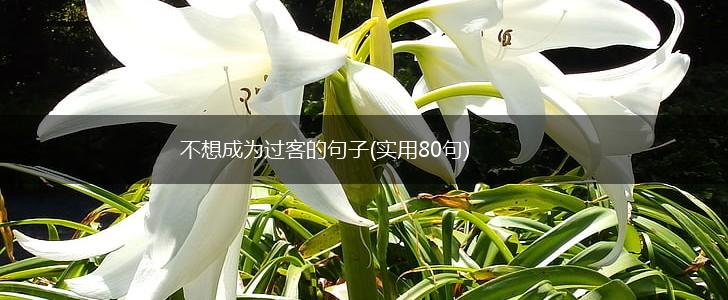 不想成为过客的句子(实用80句),第1张