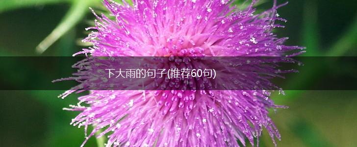下大雨的句子(推荐60句),第1张