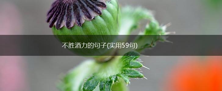 不胜酒力的句子(实用59句),第1张