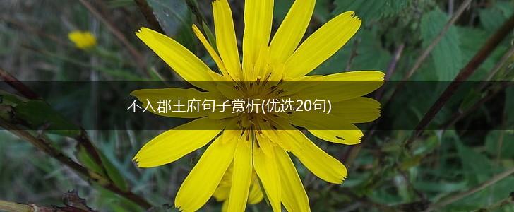不入郡王府句子赏析(优选20句),第1张